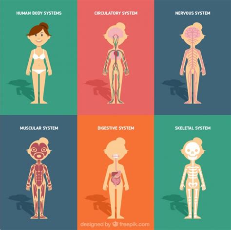 Human Body Systems In Flat Design | Human body systems, Body systems, Human body