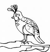 Quail Coloring Page At GetDrawings  Free Download sketch template