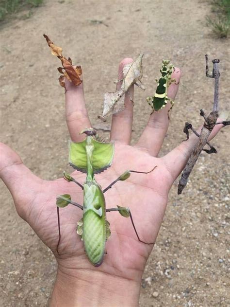 Ghost Mantis, Dead Leaf Mantis, Banded Flower Mantis, Devils Flower Mantis and Indian Stick ...