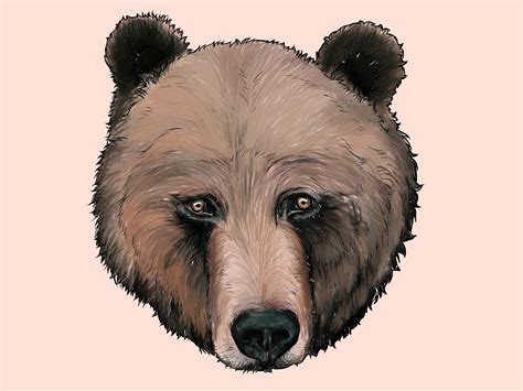 how to draw a bear Bear draw drawing bears outline brown basically nose ...