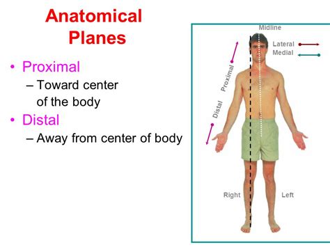 Proximal And Distal Anatomy