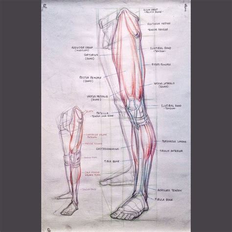 Leg structure and muscle layout - Gary Geraths | Anatomy drawing ...