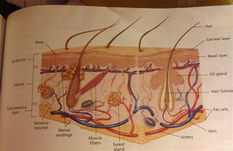 Labeled Integumentary System Diagram