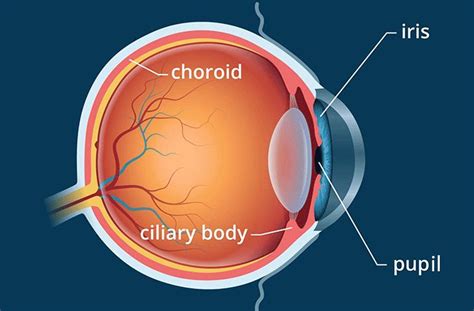 Ciliary body - All About Vision