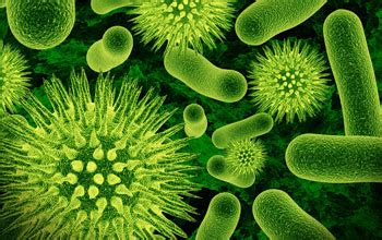 New Research Suggests Bacteria Are Social Microorganisms | NSF - National Science Foundation