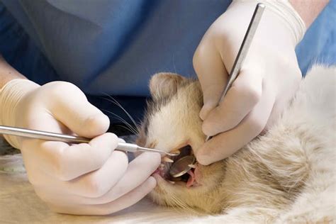 Tooth Removal for Cats - Conditions Treated, Procedure, Efficacy ...