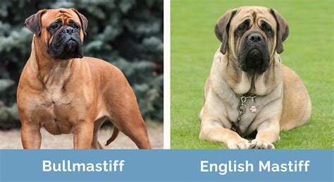 Bullmastiff vs English Mastiff: The Differences (With Pictures) | Hepper