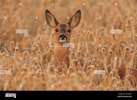 Roe Deer in their natural habitat Stock Photo - Alamy