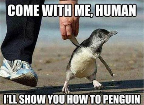 Come with me, human. | Funny animals, Cute funny animals, Animal captions