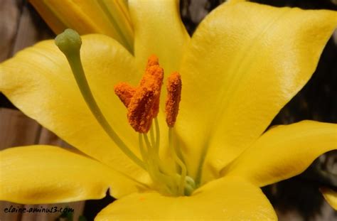 Yellow Lily - Plant & Nature Photos - Elaine's Photoblog