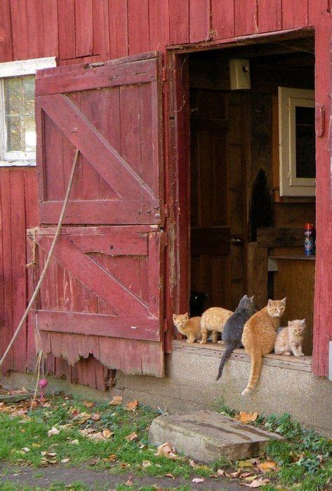 Cute-cute-et-cute - thepaintedbench: Barn Cats