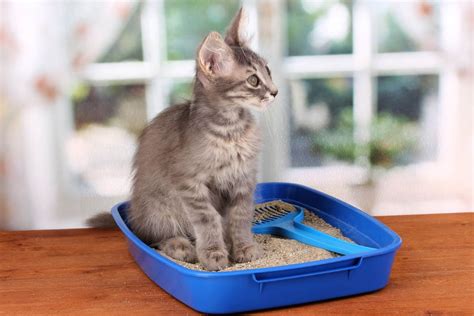 New Kitten Essentials Checklist: 16 Things You Need - Cat-World