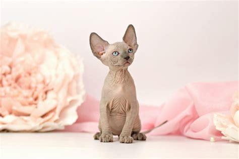 Elf Cat | Breed Information, Pictures, Characteristics & Care