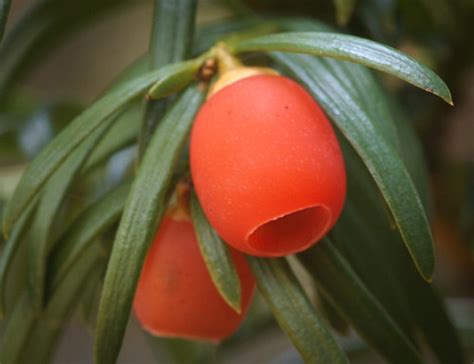 Yew berries | Common yew (Taxus baccata) berries (and needle… | Flickr