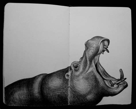 Imgur | Animal sketches, Hippo drawing, Animal drawings