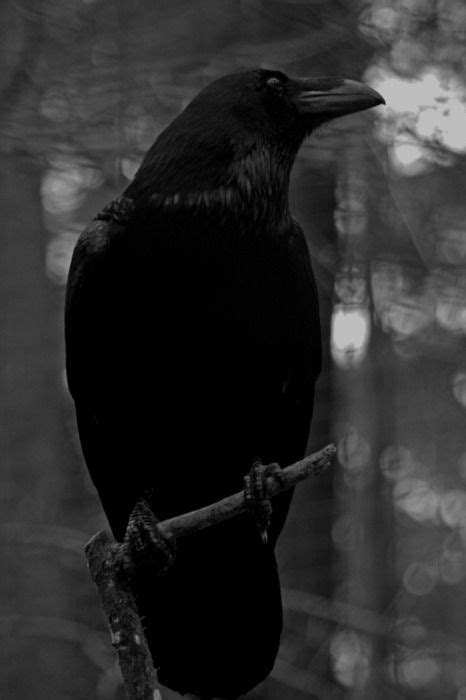 blackbird ~ crow ~ raven | Black bird, Crows ravens, Raven