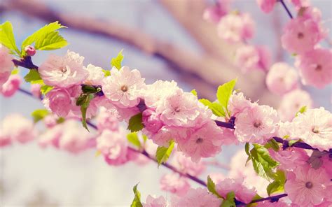 Pink Flower Desktop Wallpapers - Wallpaper Cave