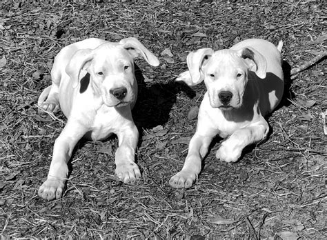 Dogo Argentino Puppies For Sale - World Class Dogo Argentino