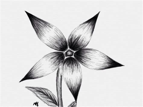 Drawing Pictures Of Flowers That Are Easy at PaintingValley.com ...