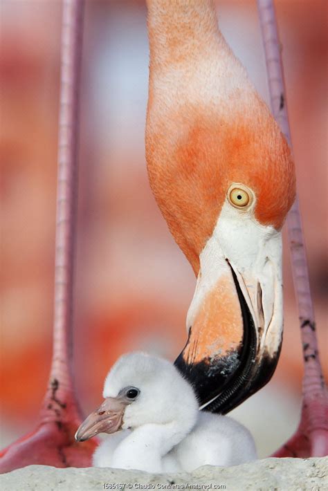 FLAMINGO by Claudio Contreras Koob | Nature Picture Library