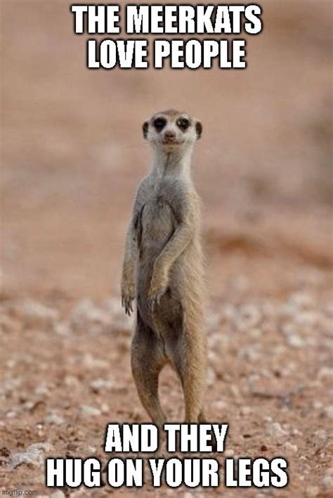 Meerkat Meme by SuperMarioFan65 on DeviantArt