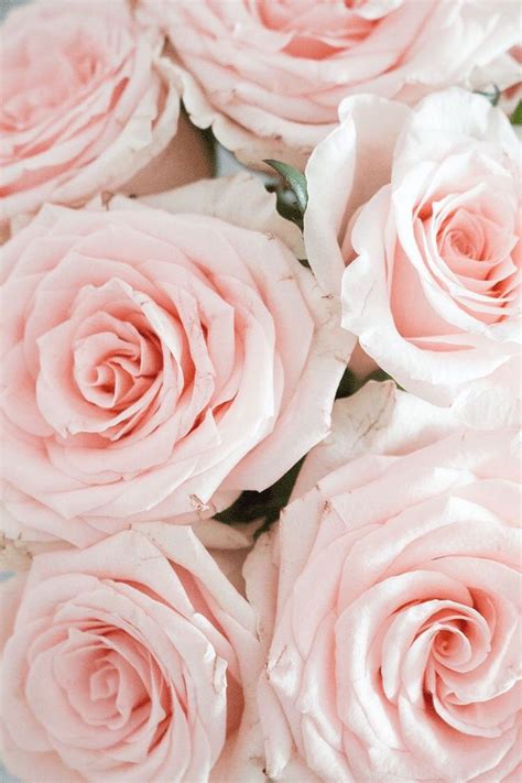 Cute Pink Flowers Aesthetic Ideas – Mdqahtani