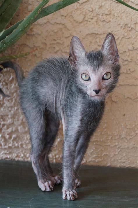 Lykoi is now home & that’s also his breed! Love that scary face in 2022 | Scary animals, Rare ...