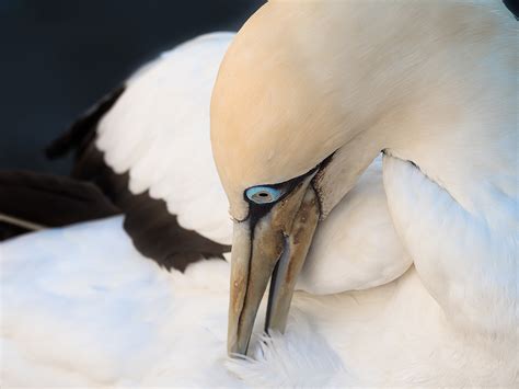 Preening - Birding For Beginners - What Is It? - Jake's Nature Blog