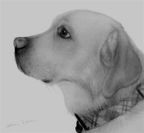 Yellow Lab ( explored) pencil portrait | Busy creating new a… | Flickr