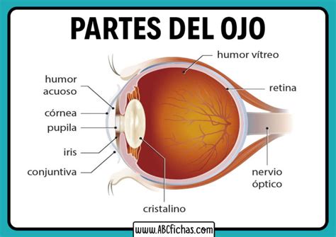 Anatomía y Partes del Ojo Humano | Función del Ojo