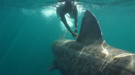 Basking shark tagged off Co Clare resighted in Scotland