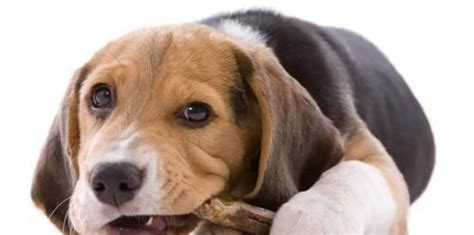How to treat dog gastritis? Dog gastroenteritis symptoms-PetsFeeding