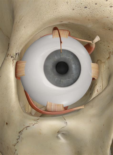 Eye Muscles Anatomy