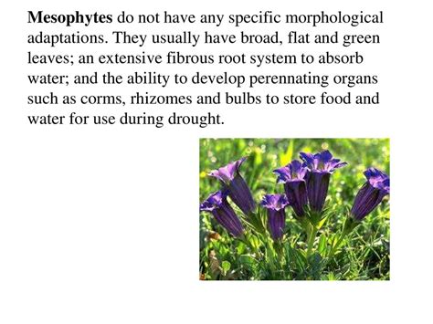 Plant adaptations to habitats - презентация онлайн