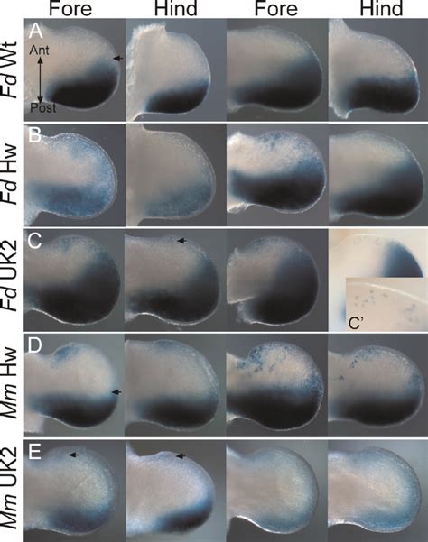 Limb bud expression in transgenic embryos expressing the cat mutations.... | Download Scientific ...