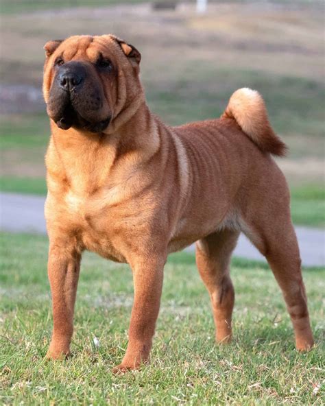 25 Shar-Pei Colors & Markings (With Pictures)