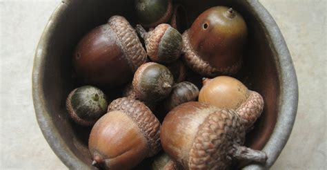 What’s behind a big acorn crop? – Stories from ISeeChange