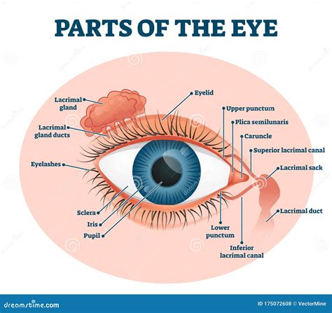 Parts of the Eye, Labeled Vector Illustration Diagram Stock Vector ...