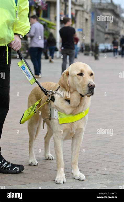 Guide Dog dogs assistance dog blind visually impaired vision seeing eye ...