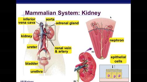 Osmoregulation - YouTube