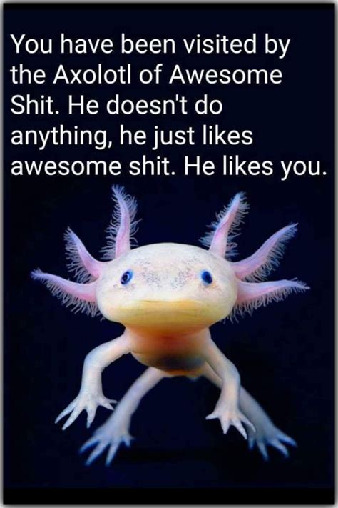 Pin by Kathy on L I F E | T R U T H S | Axolotl, Funny memes, Wholesome ...