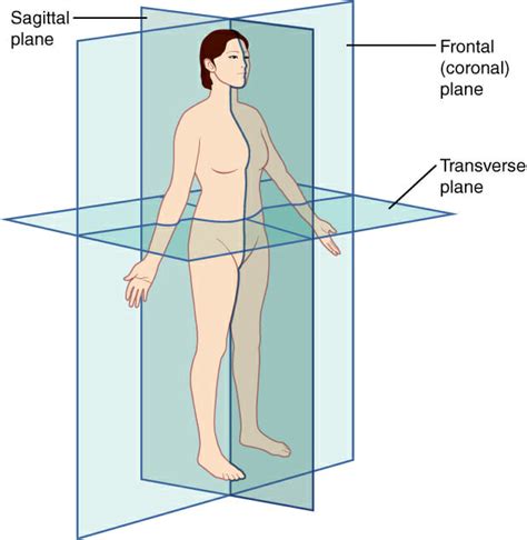 Sagittal Plane - Definition and Quiz | Biology Dictionary