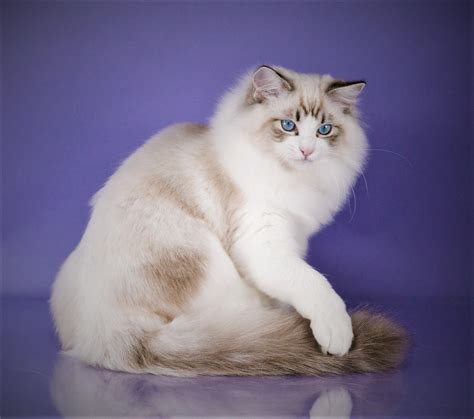 36 Best Photos Lynx Ragdoll Cat Price - Blue Lynx Mitted Ragdoll Cat: Trigg | Lynx Mitted ...