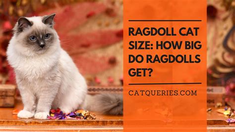 Ragdoll Cat Size: How Big Do Ragdolls Get? - Cat Queries