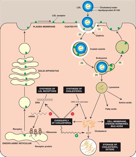 LDL receptor ~ Everything You Need to Know with Photos | Videos