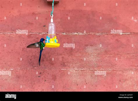 Hummingbird drinking water from bird drinker Stock Photo - Alamy