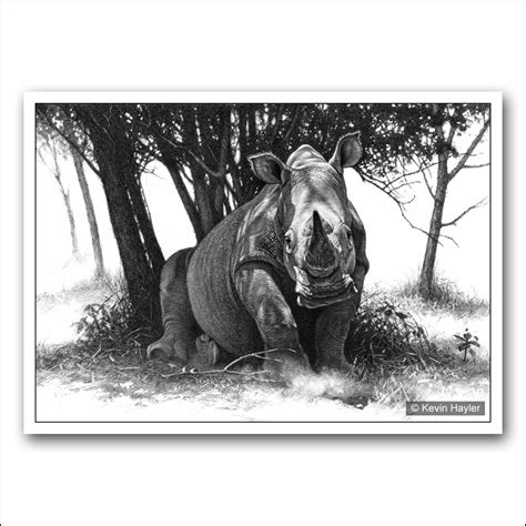 Rhino Pencil Drawing at PaintingValley.com | Explore collection of ...