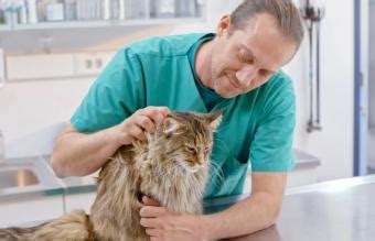 Understanding Cat Heart Murmurs | LoveToKnow Pets