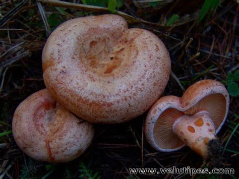 Lactarius deliciosus, männynleppärousku @ Natural Fungi in Finland