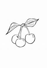 Types Of Fruits Coloring Pages  Sparrow Download And sketch template